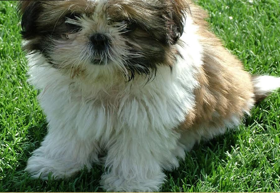 Dog after grooming